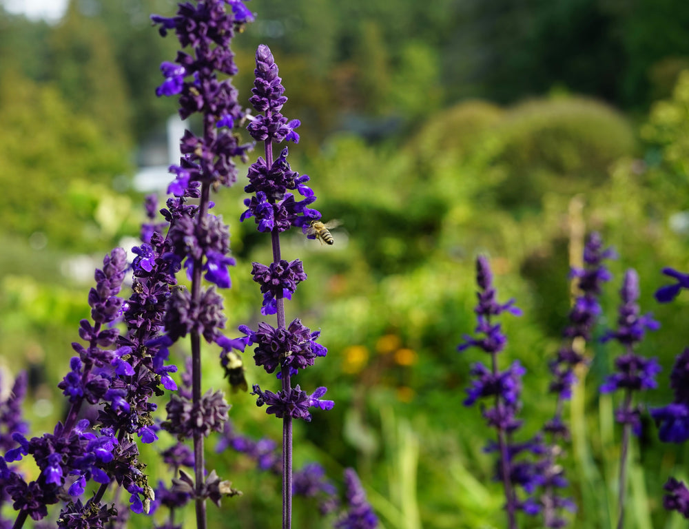 Buzz lavender